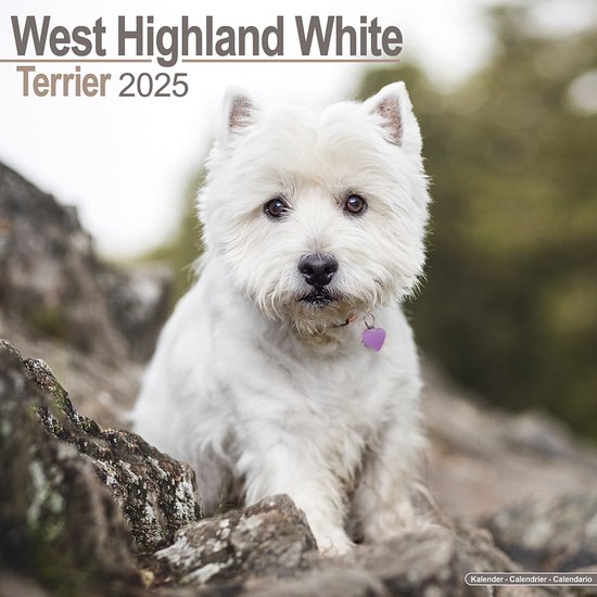 Foto: West highland white terrier kalender 2025