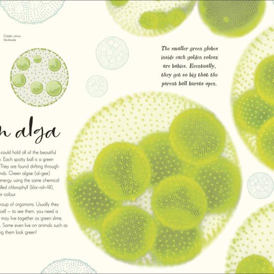 The Wonders of Nature