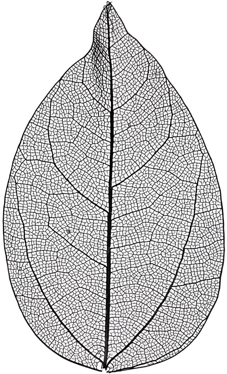 Happy Moments Skeleton leaves - skeletbladeren - dunne geperste bladeren - decoratie - zwart - lengte: 6-8 cm - 20 stuks