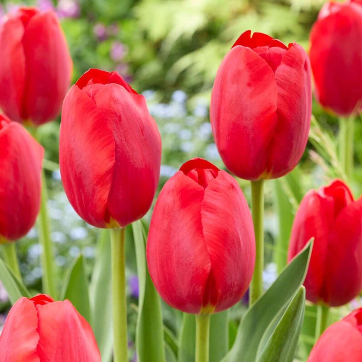 Bloomique - Mix van 20 - Tulipa - Tulpenbollen - Rood - Bloembollen - Voorjaarsbloeiend - Meerjarige Planten - Groeit tot 50-55 cm