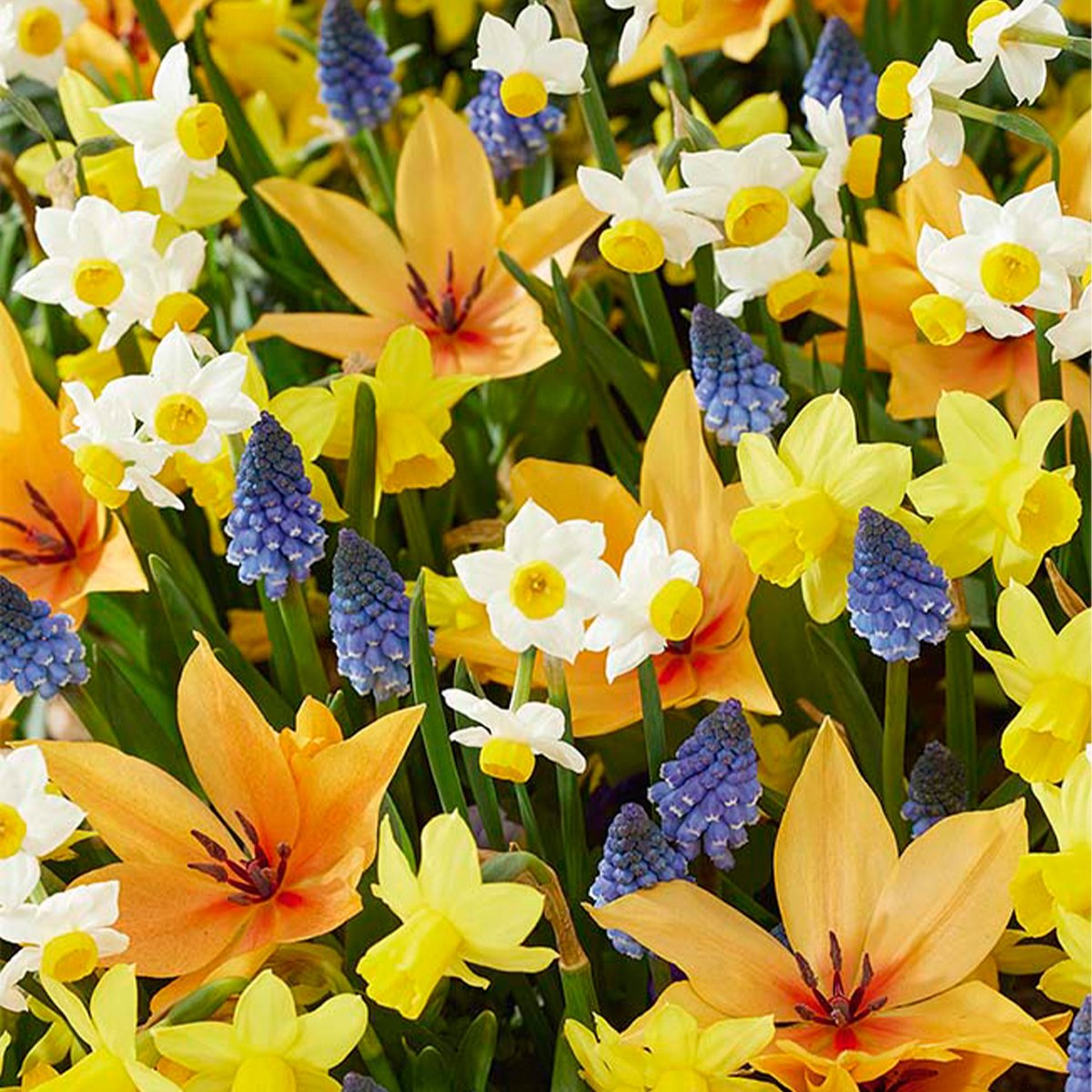 Bloomique - Mix van 50 - Wilde Bloemen Mix - Mix van 4 Soorten - Bloembollen - Voorjaarsbloeiend - Meerjarige Planten - Groeit tot van 10 tot 25 cm