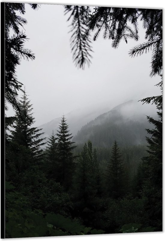 Dibond –Bomen met Mist– 40x60cm Foto op Aluminium (Met Ophangsysteem)