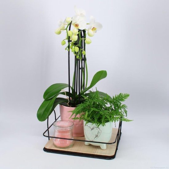 Kamerplanten van Botanicly – 2 × Cadeau! Orchidee + een varen + een  geurkaars op een... | bol.com