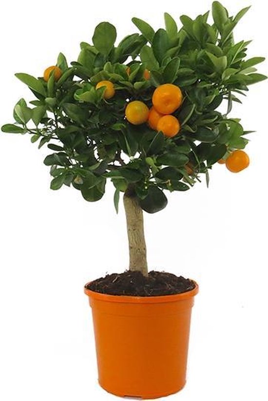 Citrus calamondin - Sier mandarijn - Stam - Hoogte 45-50 cm - 15cm Ø pot - Oranje