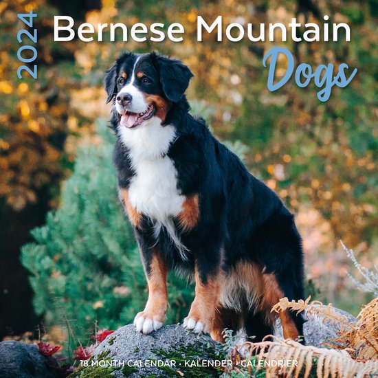 Berner Sennen Kalender 2024 | bol