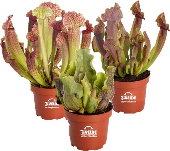 Vdvelde Vleesetende Planten Sarracenia 3 Stuks Winterharde Vleesetende 