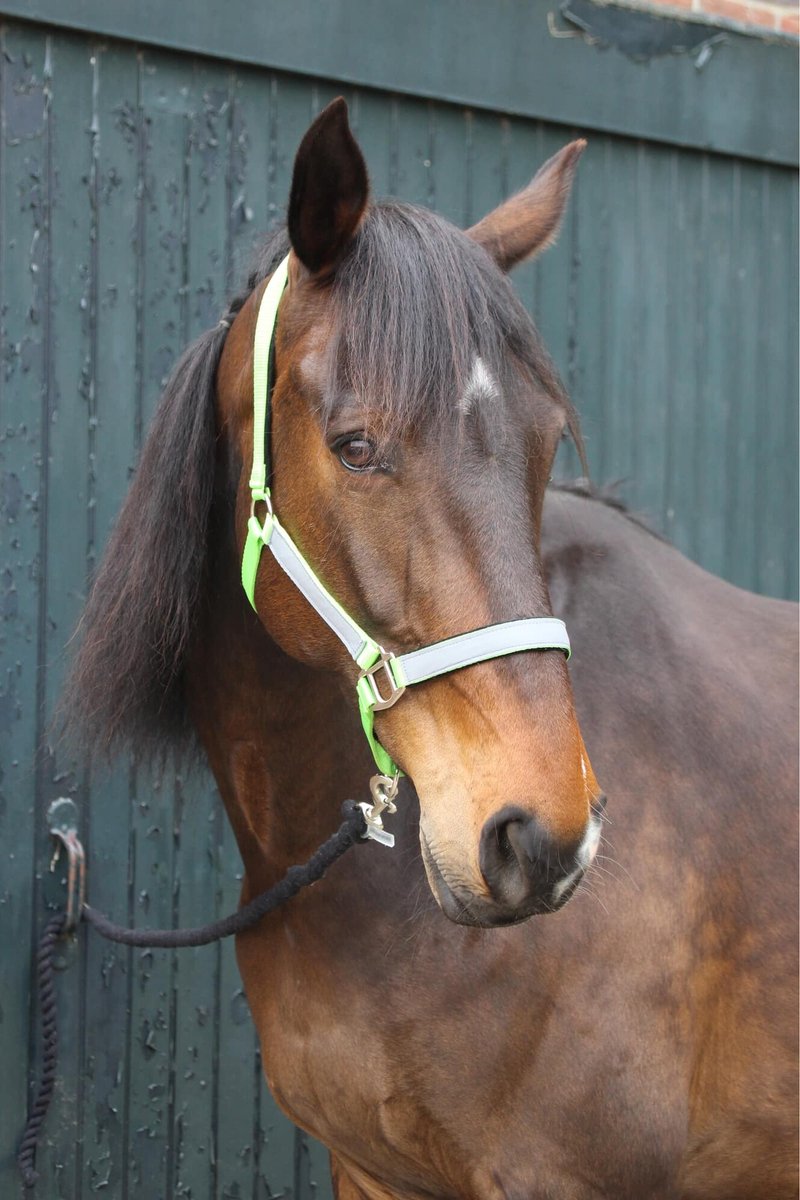 MHS Reflectie Halster Cob Geel