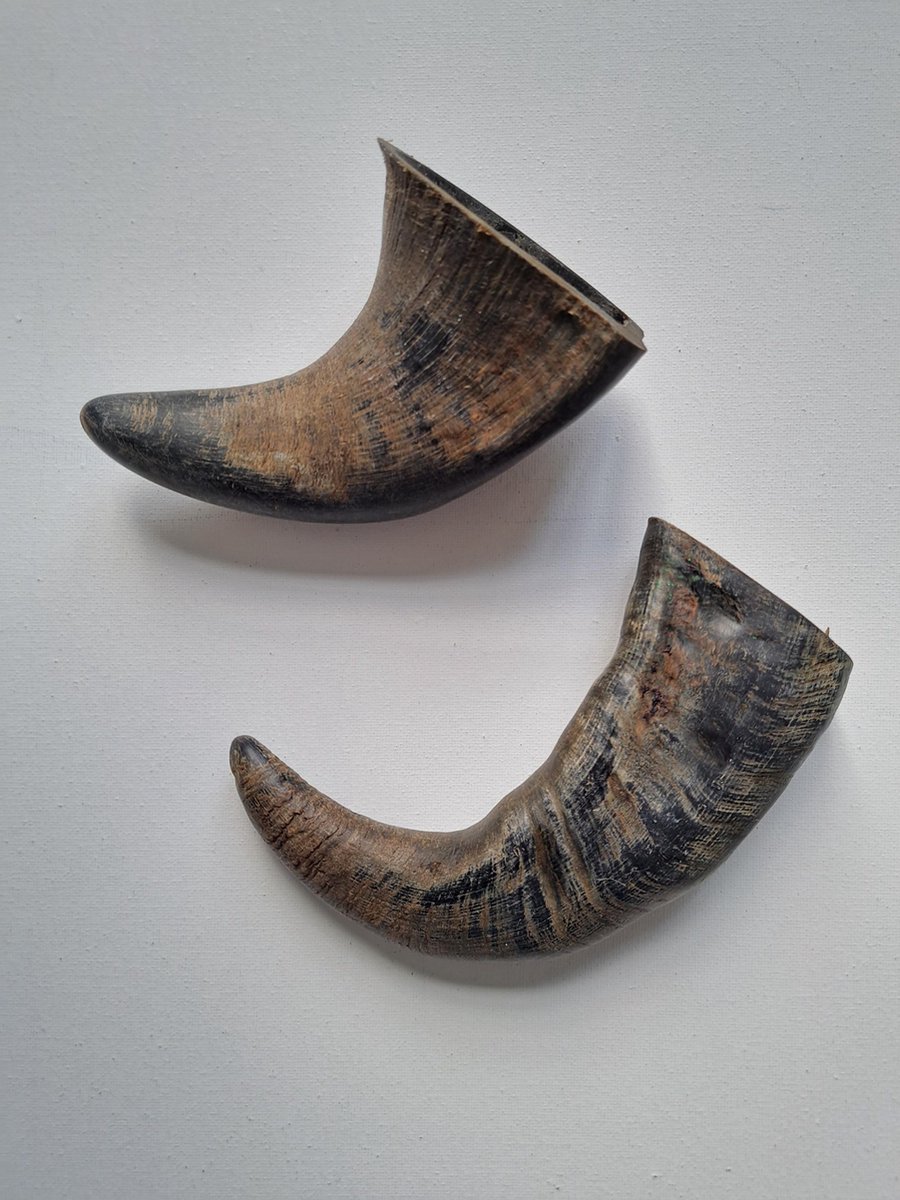 Buffelhoorns – 2 Stuks - Decoratie – Naturel Collections – BUF-001