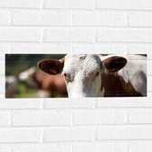 Muursticker - Bruin met Witte Koe bij Andere Koeien in de Wei - 60x20 cm Foto op Muursticker