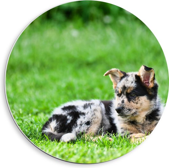 PVC Schuimplaat Muurcirkel - Australische Herder Puppy Liggend in het Groene Grasveld - 40x40 cm Foto op Muurcirkel (met ophangsysteem)