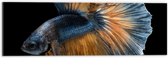 Dibond - Blauw met Oranje Vis met Dansende Vinnen tegen Zwarte Achtergrond - 60x20 cm Foto op Aluminium (Met Ophangsysteem)