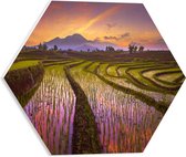 PVC Schuimplaat Hexagon - Hoogstaand Water op Thaise Rijstvelden tijdens Zonsondergang - 40x34.8 cm Foto op Hexagon (Met Ophangsysteem)