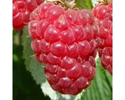 Herfstframboos - Rubus idaeus ‘Autumn Bliss’ - Struik 30-50 cm