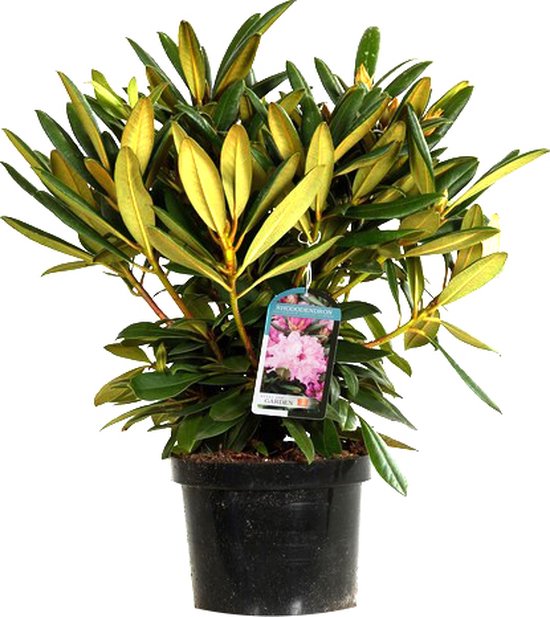 Rhododendron 'Caroline Allbrook' 25-30 cm | bol