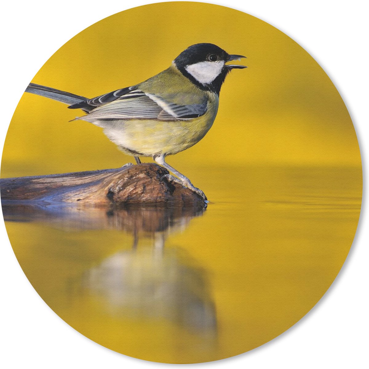 Muismat rond 20x20 cm - Mousepad Koolmees - Vogel - Water - Ronde muismatten