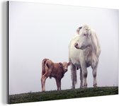 Vache au veau dans la brume Aluminium 60x40 cm - Tirage photo sur aluminium (décoration murale en métal)