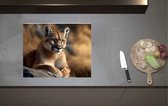 Inductieplaat Beschermer - Cartoon van Puma Liggend op Grijze Rots in Natuurgebied - 60x52 cm - 2 mm Dik - Inductie Beschermer van Vinyl
