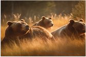 Poster Glanzend – Bruine beren in bruin gekleurd hoog gras - 75x50 cm Foto op Posterpapier met Glanzende Afwerking