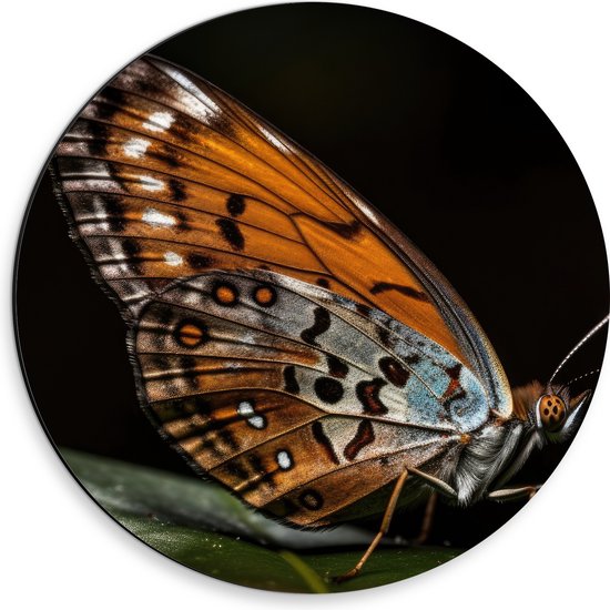 Dibond Muurcirkel - Acraea vlinder zit op groen blad met zwarte achtergrond - 30x30 cm Foto op Aluminium Muurcirkel (met ophangsysteem)