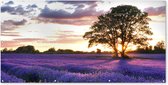 Schuttingposter De avondzonsondergang van de zomer over gebied van organische lavendel in Surrey, Engeland. - 200x100 cm - Tuindoek