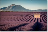 Muurdecoratie Lavendelgebied in het zuidoosten van Frankrijk - 180x120 cm - Tuinposter - Tuindoek - Buitenposter