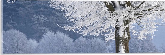 Acrylglas - Winter - Bomen - Bossen - Sneeuw - Bankje - 60x20 cm Foto op Acrylglas (Met Ophangsysteem)