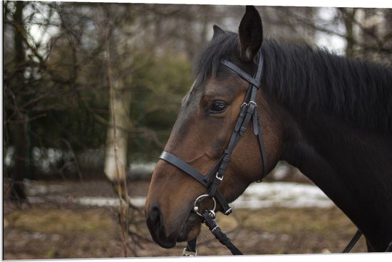 Dibond - Bruin paard met halster om buiten - 90x60 cm Foto op Aluminium (Met Ophangsysteem)