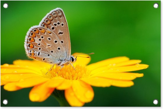Affiche de jardin - Papillons - Insectes - Bloem - Jaune - Torchons de jardin extérieur - 60x40 cm - Jardin