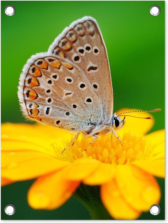 Tuinposter - Vlinders - Insecten - Bloem - Geel - Tuindoeken voor buiten - 30x40 cm - Tuin