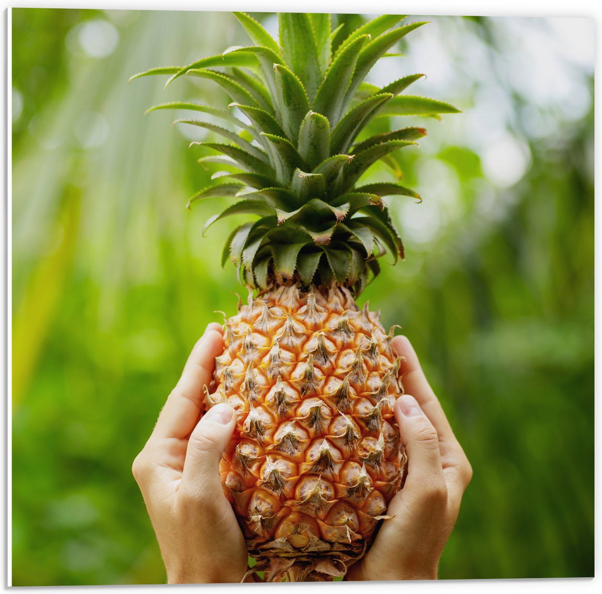 PVC Schuimplaat- Verse tropische Ananas in Mensenhanden - 50x50 cm Foto op PVC Schuimplaat