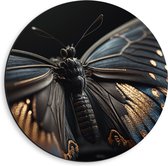 Dibond Muurcirkel - Vlinder met Zwarte Vleugels met Gouden Details - 40x40 cm Foto op Aluminium Muurcirkel (met ophangsysteem)