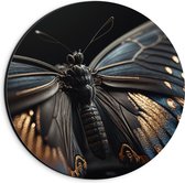 Dibond Muurcirkel - Vlinder met Zwarte Vleugels met Gouden Details - 20x20 cm Foto op Aluminium Muurcirkel (met ophangsysteem)
