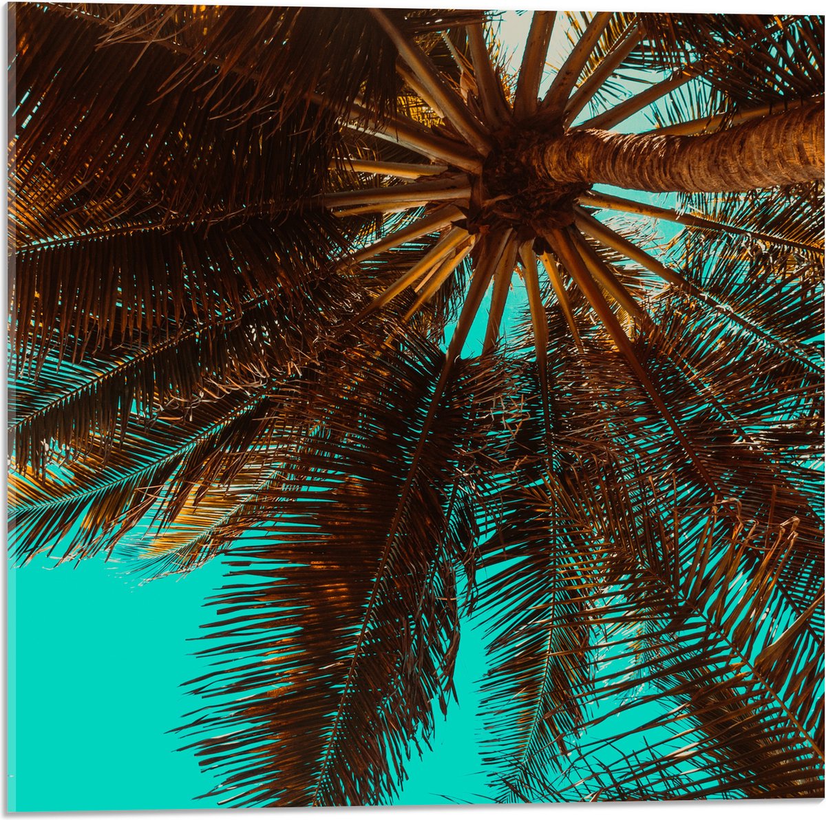 Acrylglas - Bomen - Boomstam - Palmbomen - Bladeren - Tropisch - 50x50 cm Foto op Acrylgla