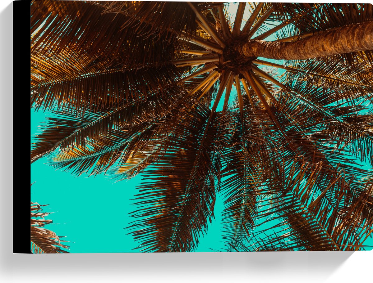 Canvas - Bomen - Boomstam - Palmbomen - Bladeren - Tropisch - 40x30 cm Foto op Canvas Schi