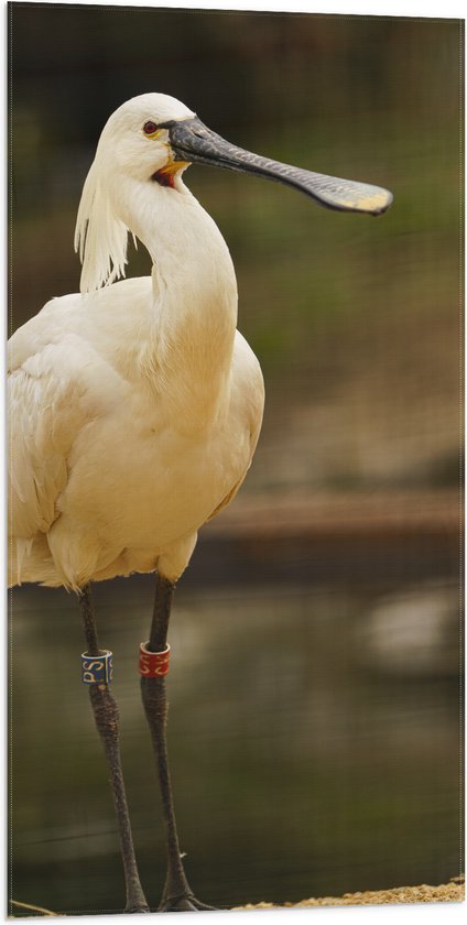 Vlag - Grote Witte Lepelaar Vogel met Lange Zwarte Snavel - 50x100 cm Foto  op... | bol.com