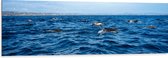 Dibond - Groep Dolfijnen Zwemmend bij het Wateroppervlak - 150x50 cm Foto op Aluminium (Wanddecoratie van metaal)