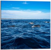 Dibond - Groep Dolfijnen Zwemmend bij het Wateroppervlak - 50x50 cm Foto op Aluminium (Wanddecoratie van metaal)