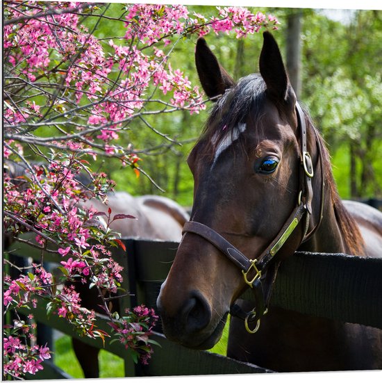 Dibond - Bruin paard met halster steunt hoofd op houten hek richting roze bloemen - 80x80 cm Foto op Aluminium (Met Ophangsysteem)