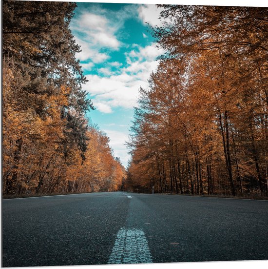 Dibond - Weg - Wolken - Bomen - Bossen - Paaltjes - Herfst - 80x80 cm Foto op Aluminium (Wanddecoratie van metaal)