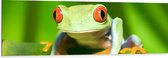 Dibond - Groene kikker met rode ogen zit op stengel van een plant - 150x50 cm Foto op Aluminium (Wanddecoratie van metaal)