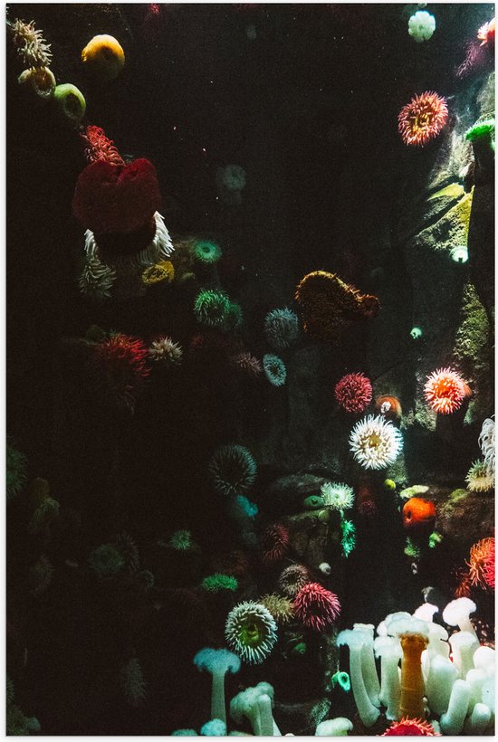 Poster Glanzend – Zee - Onderwaterleven - Koraal - Bloemdieren - 50x75 cm Foto op Posterpapier met Glanzende Afwerking