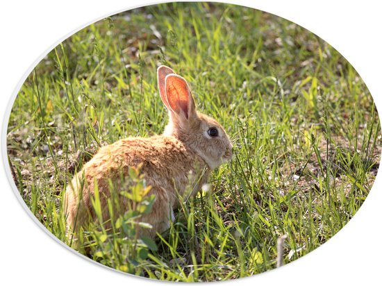 PVC Schuimplaat Ovaal - Konijn zit in het gras met oren omhoog - 28x21 cm Foto op Ovaal (Met Ophangsysteem)