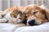 Poster Glanzend – Hond en kat liggen tegen elkaar aan te slapen - 120x80 cm Foto op Posterpapier met Glanzende Afwerking