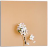 Dibond - Tak met Witte Bloemetjes op Oranje Achtergrond - 50x50 cm Foto op Aluminium (Wanddecoratie van metaal)