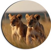 Dibond Muurcirkel - Twee Leeuwenwelpjes in het Afrikaanse Landschap - 20x20 cm Foto op Aluminium Muurcirkel (met ophangsysteem)