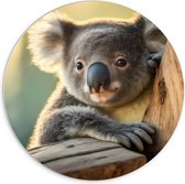 PVC Schuimplaat Muurcirkel - Aandoenlijke Koala van Achter Boom - 70x70 cm Foto op Muurcirkel (met ophangsysteem)