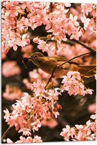 Tuinposter – Bloemen - Planten - Dieren - Vogel - Roze - 70x105 cm Foto op Tuinposter (wanddecoratie voor buiten en binnen)