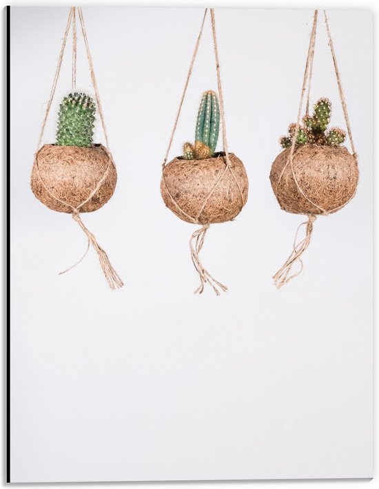 Dibond - Planten - Cactussen - Bloempotten - Hangen - Groen - Bruin - Wit - 30x40 cm Foto op Aluminium (Wanddecoratie van metaal)