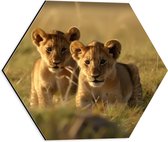Dibond Hexagon - Twee Aankijkende Leeuwenwelpjes in het Afrikaanse Landschap - 40x34.8 cm Foto op Hexagon (Met Ophangsysteem)