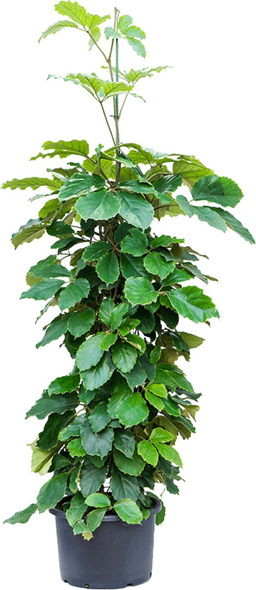 Hydroplant Tetrastigma Voinierianum